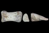 Composite Hadrosaur Finger - Alberta (Disposition #-) #71729-2